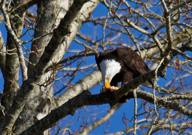 Bald Eagle Eating Fish